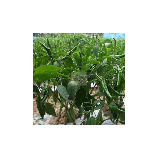 Mild Green Yuzu Kosho
