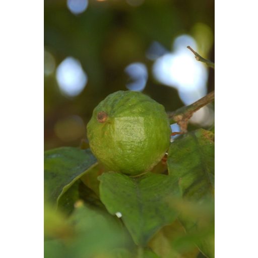 Frozen Bergamot Purée 100%