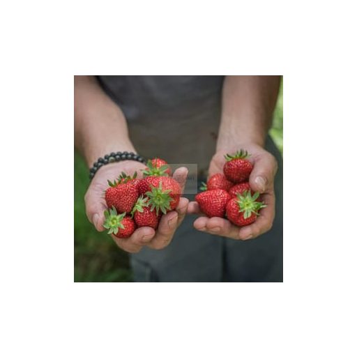 Frozen Strawberry Purée 100% – Ponthier