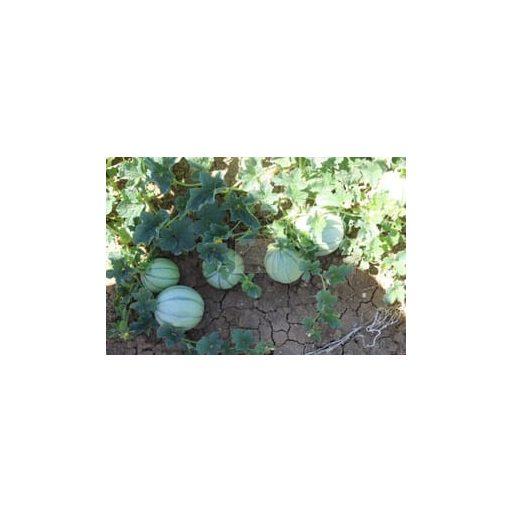 Ponthier Frozen Melon Purée – Melon du Quercy IGP 100% (France)
