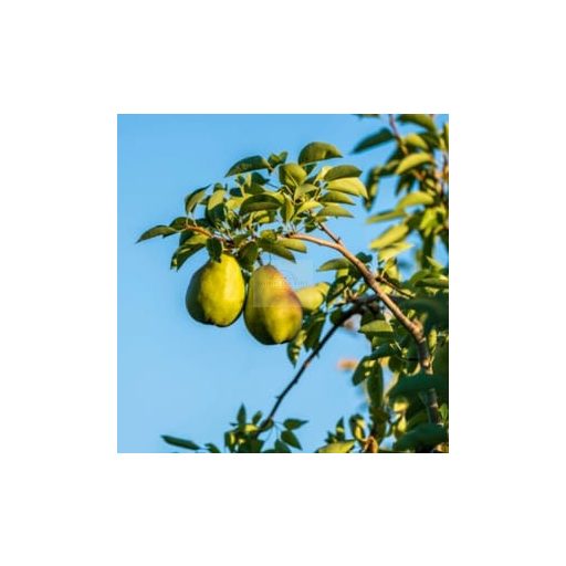 Ponthier Frozen Pear Purée – Poire Williams 90% fruit + 10% sugar (France – Haute-Provence)