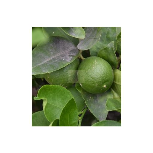 Ponthier Frozen Lime Purée – Citron Vert 100% (Mexico)