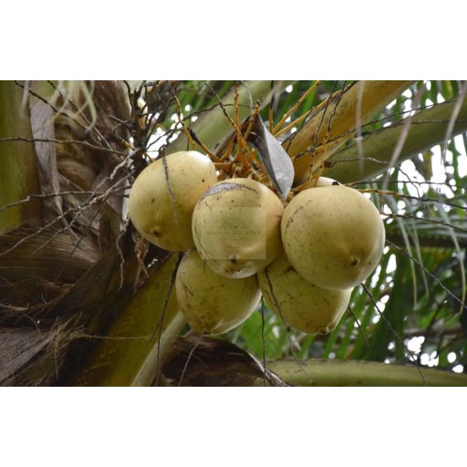 Frozen Coconut Purée – Intense