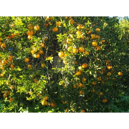 Frozen Mandarin Purée 100%