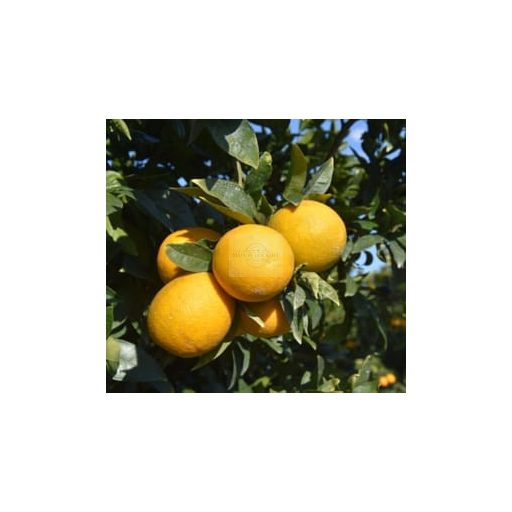 Frozen Sicilian Blood Orange Purée IGP 100%