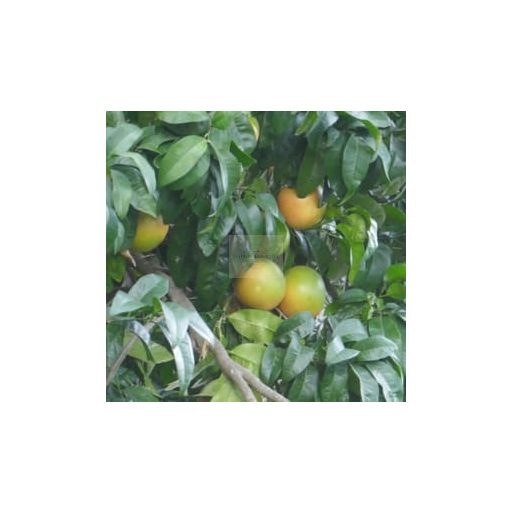 Ponthier Frozen Pink Grapefruit Purée – Pamplemousse Rose 100% (Italy – Sicily, Calabria)