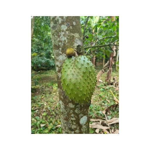 Frozen Soursop Purée – Madagascar (Ponthier)