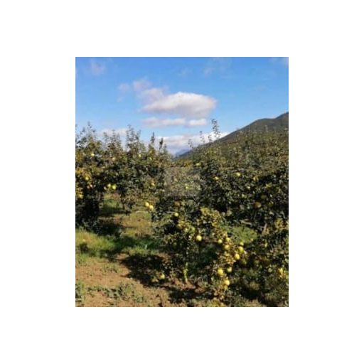Wild Quince Purée – Provence, France (Ponthier)