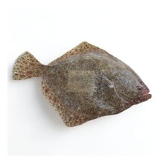 Hal - Rombuszhal 2-3kg tenyésztett (spanyol)