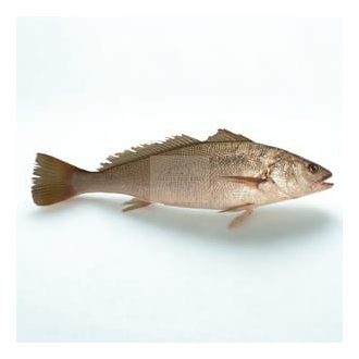 Hal - Sashal 3-4kg Label Rouge