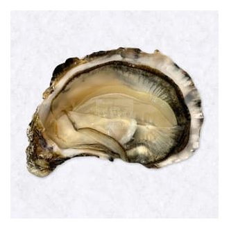 Osztriga Fine de claire Marennes d'Oléron N3 48db